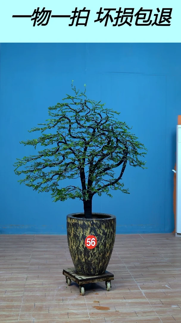 以实际为准广东小叶紫檀56号