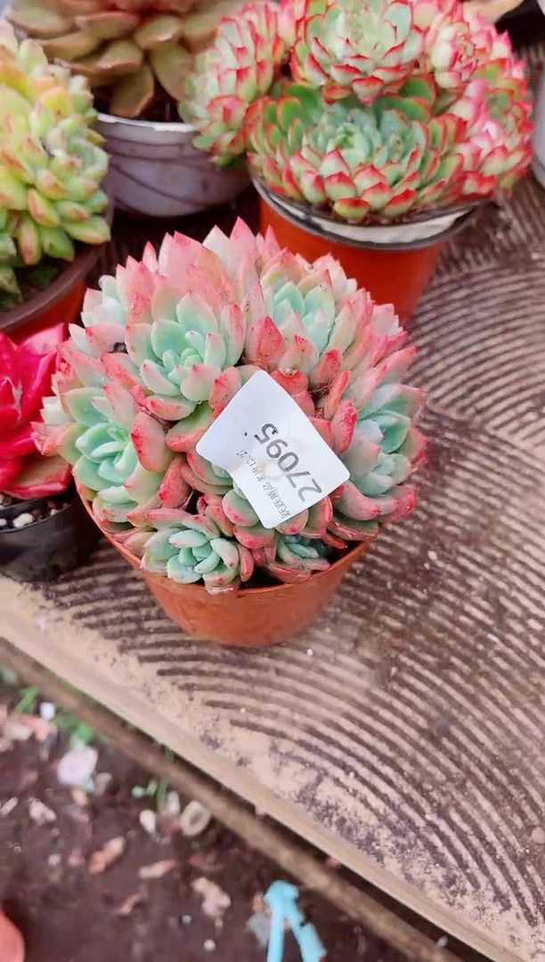 D**丽跃跃精品多肉27095