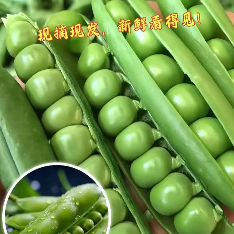 云南新鲜豌豆  现摘带壳 甜嫩水果豌豆3斤