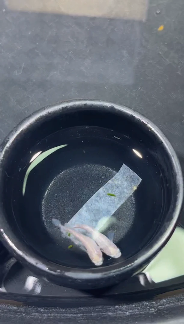青鳉鱼观背青鳉一物一拍10