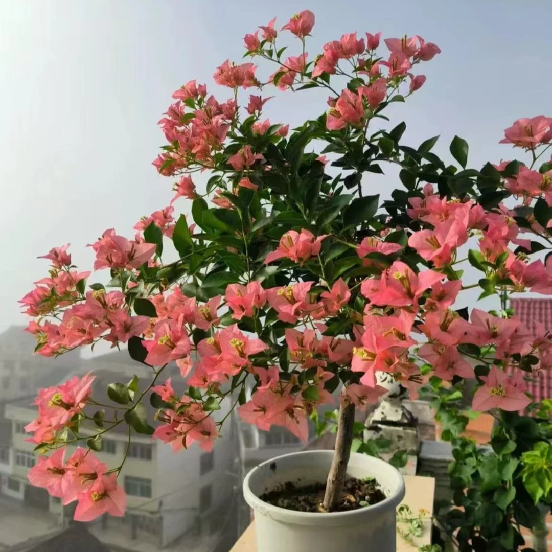 三角梅卡亚塔带花发货