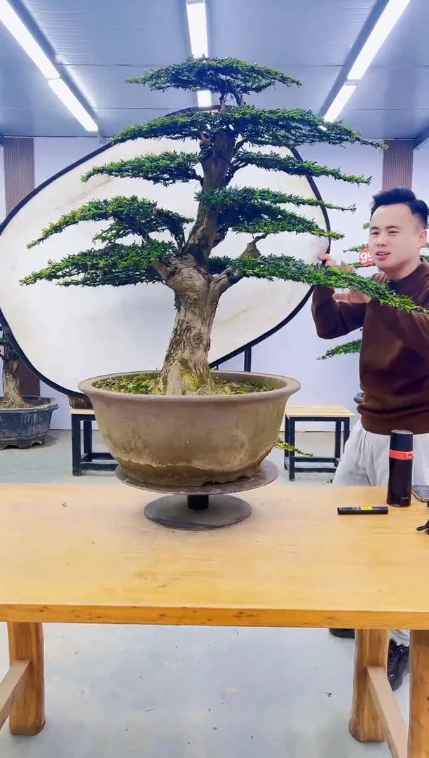 无花朵0000000000000