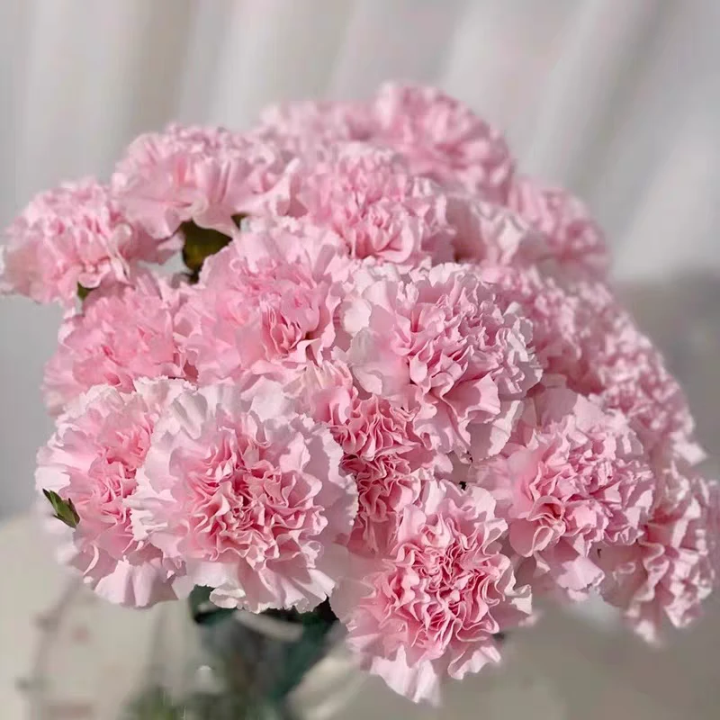 【粉色康乃馨】云南鲜花基地直发鲜花生活鲜花家庭养花拍2单发顺丰