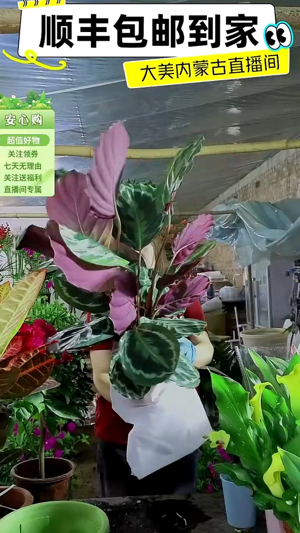 完全开放紫背孔雀尾