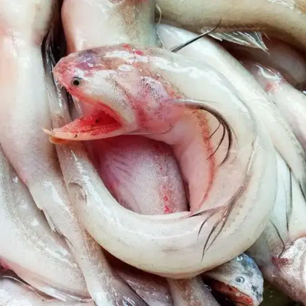 【冰鲜】豆腐鱼/（500g一斤装）