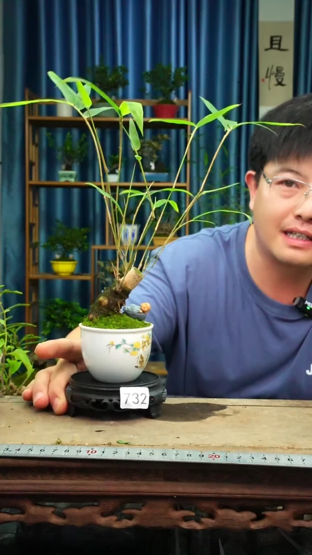 无花朵苔藓微景观732号