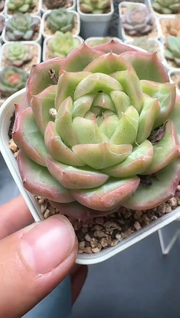 392D云禹多肉植物 带盆土纸巾打包 3颗包邮
