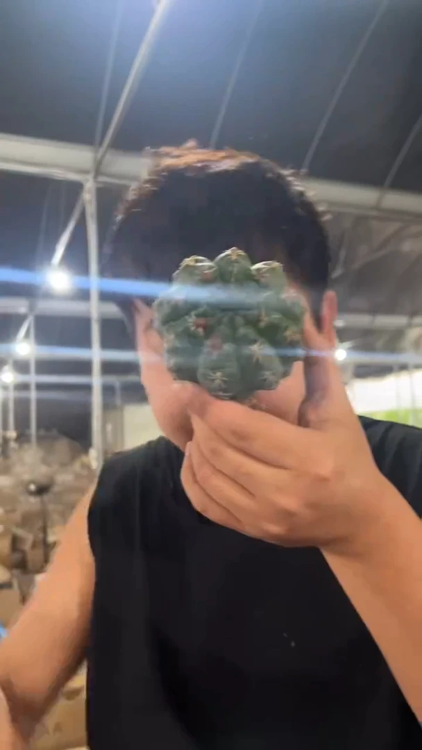 实生根 绯花玉 5-7cm