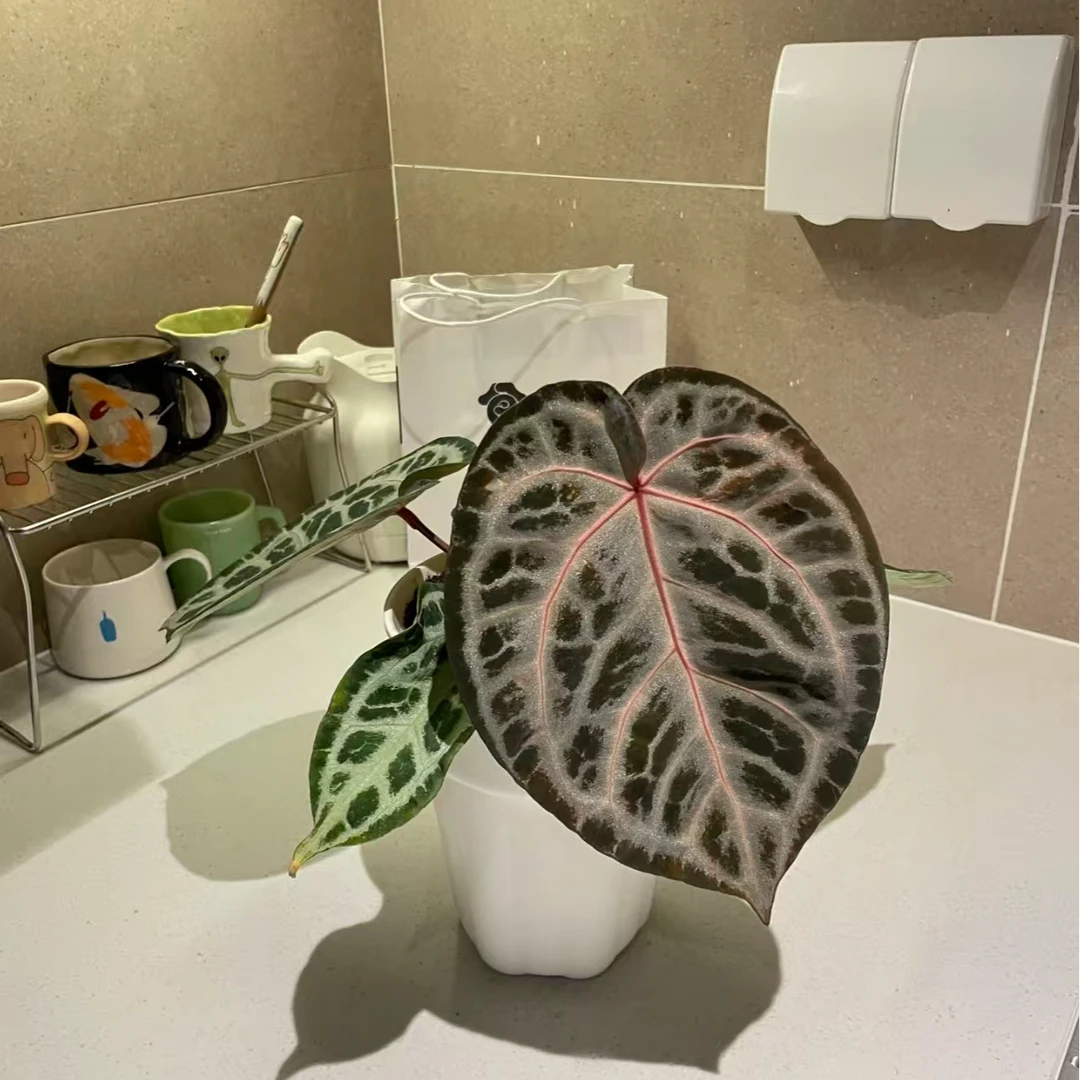 【热植馆】红水晶花烛绿叶植物观赏客厅阳台