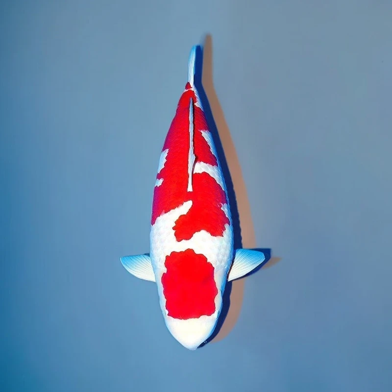 血统锦鲤，观赏鱼3号链接鱼