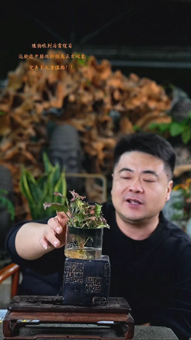 完全开放网纹草395T