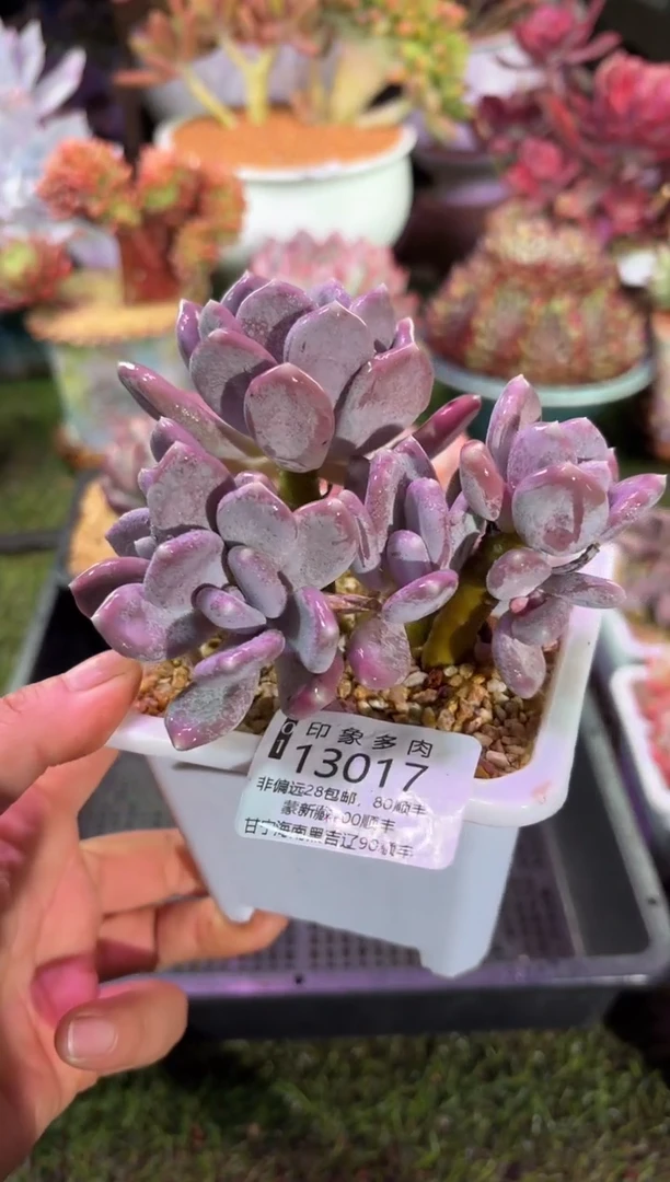 【闪购商品】13017