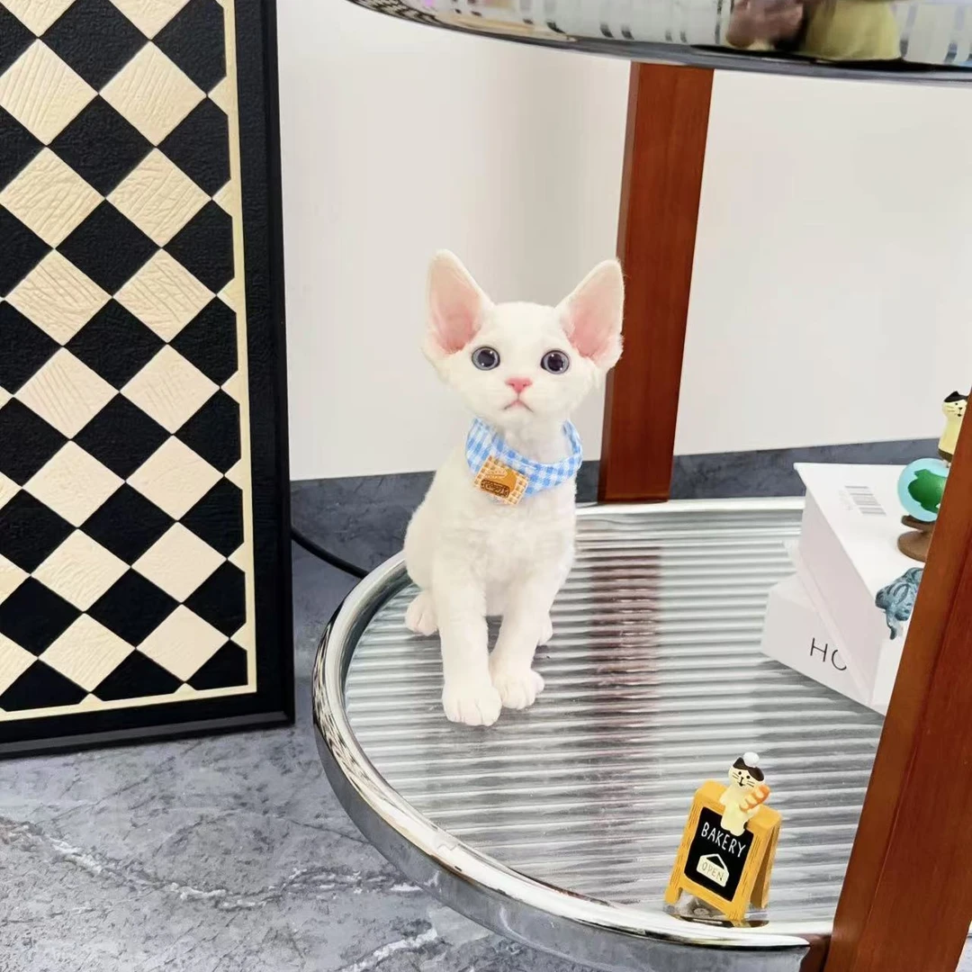 犇犇家 德文纯白蓝眼妹妹  4280