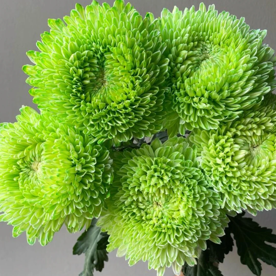 【柔柔甄选】稀有小众青花瓷牡丹菊高级清冷色系云南鲜花基地直发