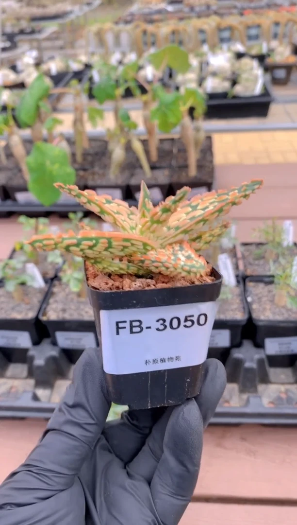 【闪购商品】园艺芦荟FB-3050