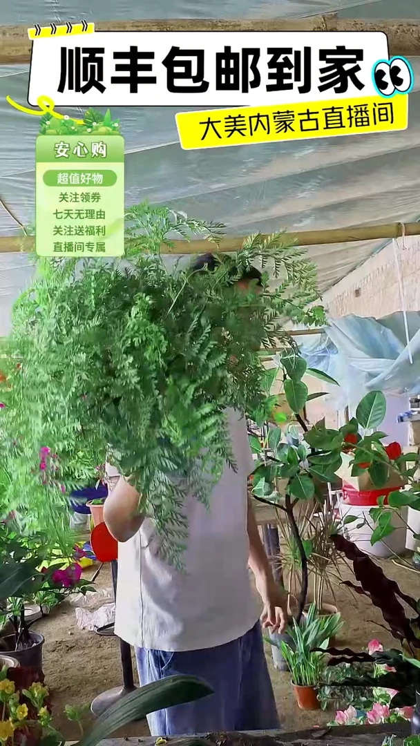 完全开放大颗吉姆蕨