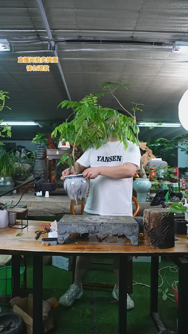 当前无花栽培后可以开花海南黄花梨001+
