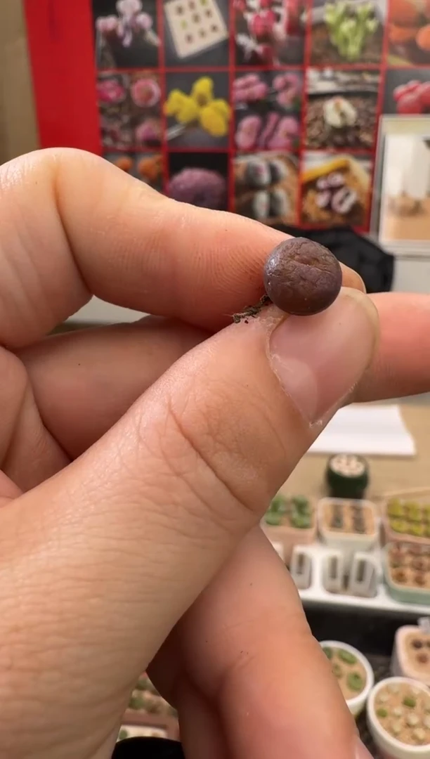 【闪购商品】25-45一颗