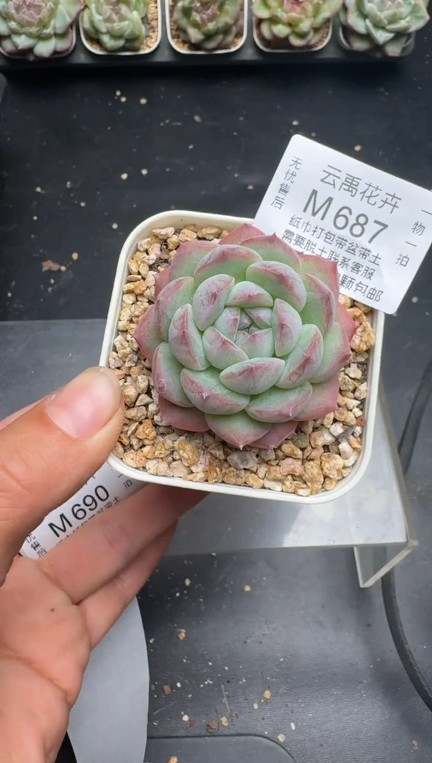 687M当天拍3颗包柚 带盆土纸巾打包 云禹花卉 珍妮多肉植物