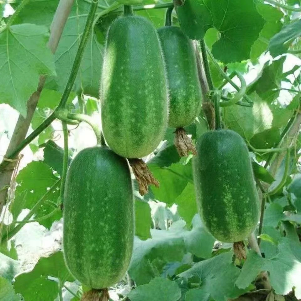 (拍2发3)嫩绿小种子满地爬毛节小冬瓜春夏秋四季春季早熟易播种籽