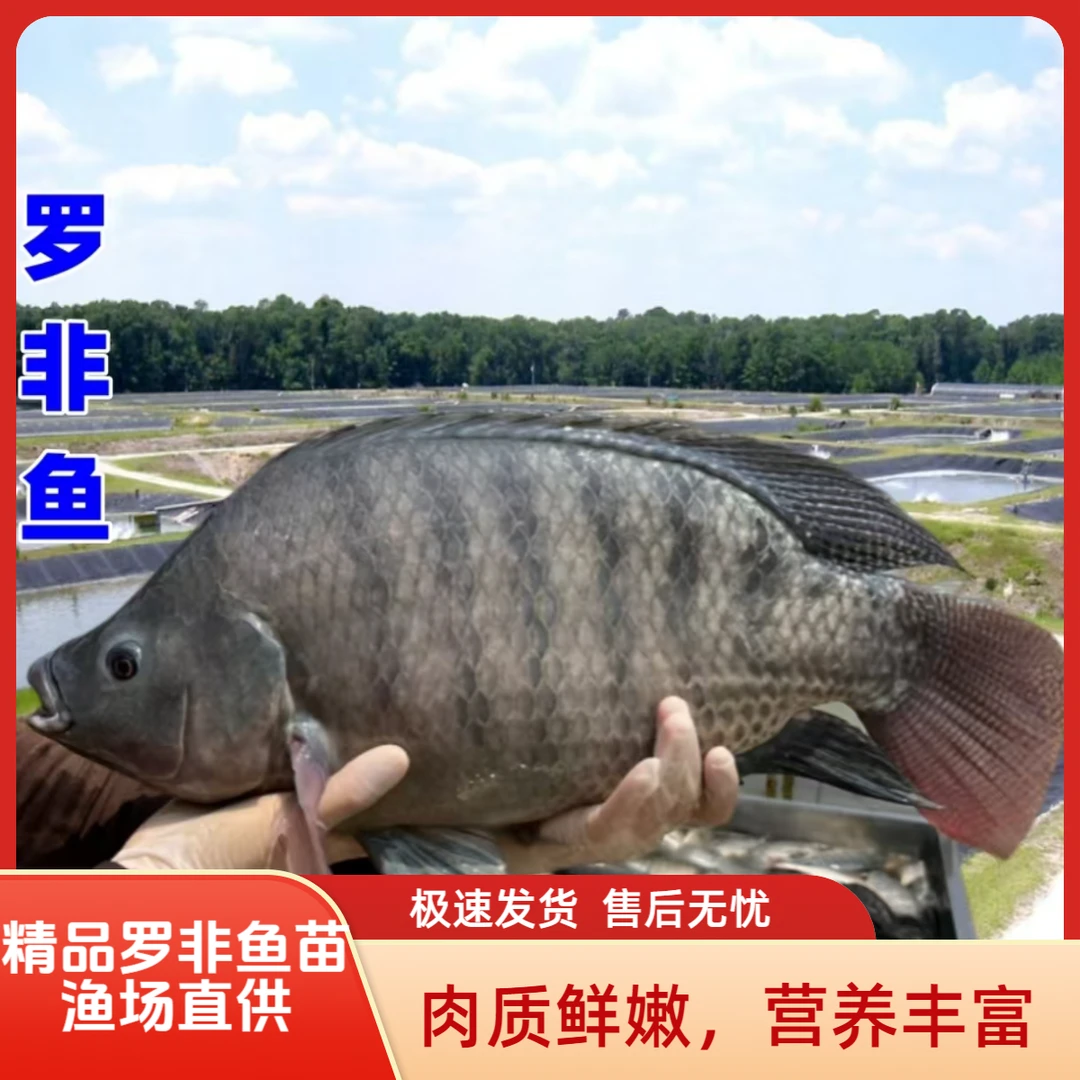 【精品罗非鱼苗鲜活】正宗海南一号单雄性罗非鱼苗活鱼淡水批发