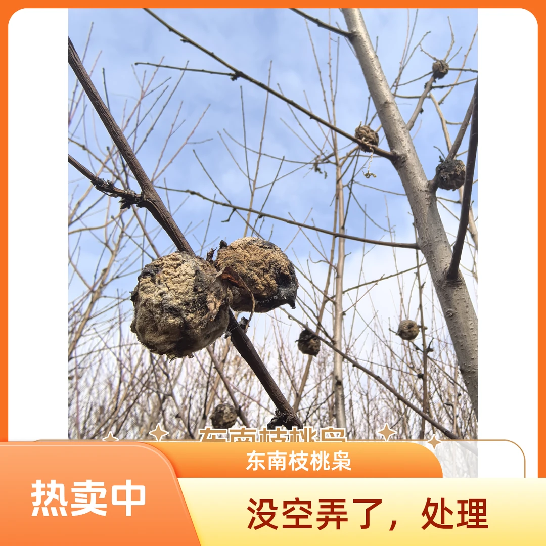 正月东南枝桃枭15颗多送5颗共20颗 带皮桃核 去皮桃核 桃枭桃核雕