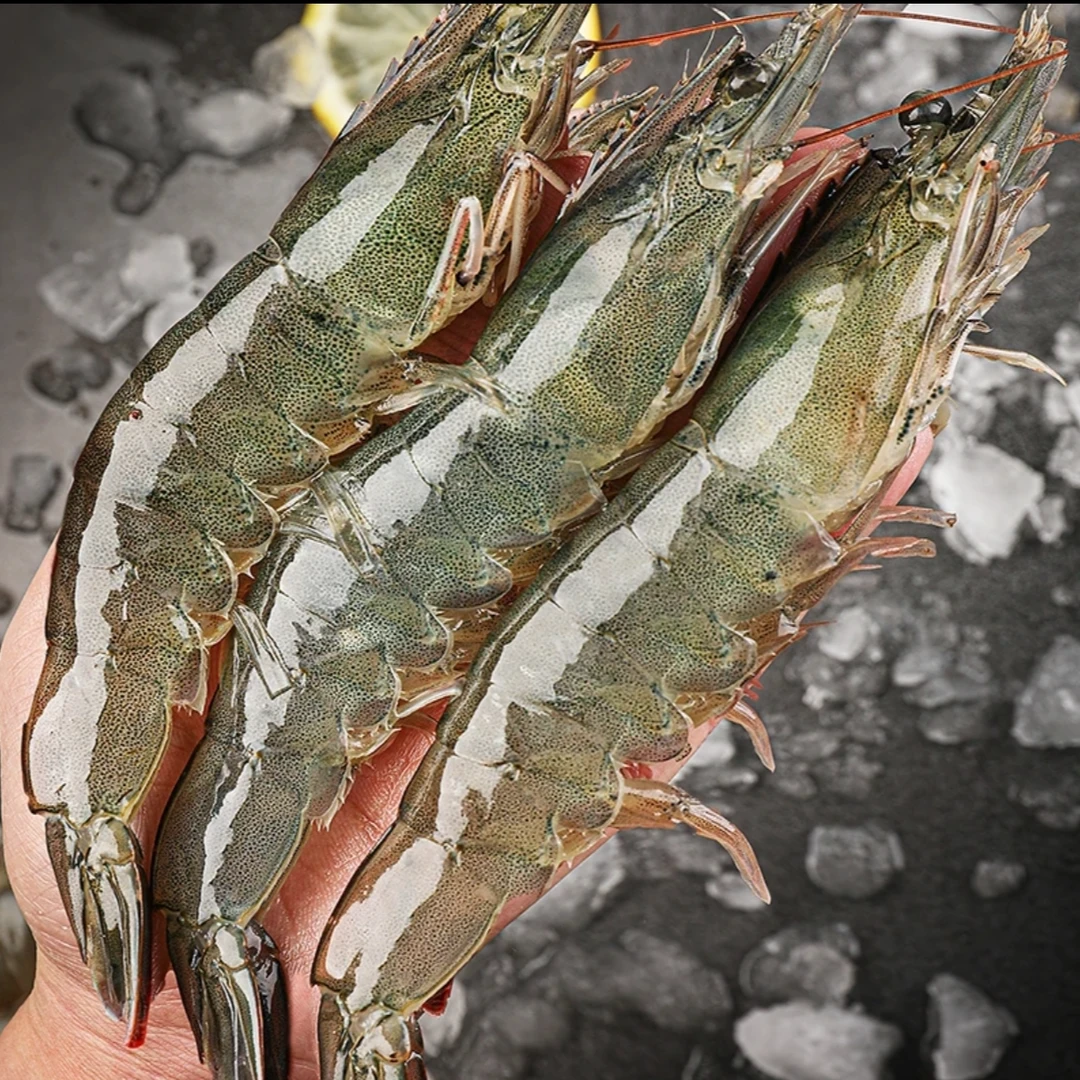 【海洋大虾】海水大虾单只15cm左右 2000g/盒含薄碎冰锁鲜 共50~60只海虾12/8【张莹】【净含量1100g2.2斤】