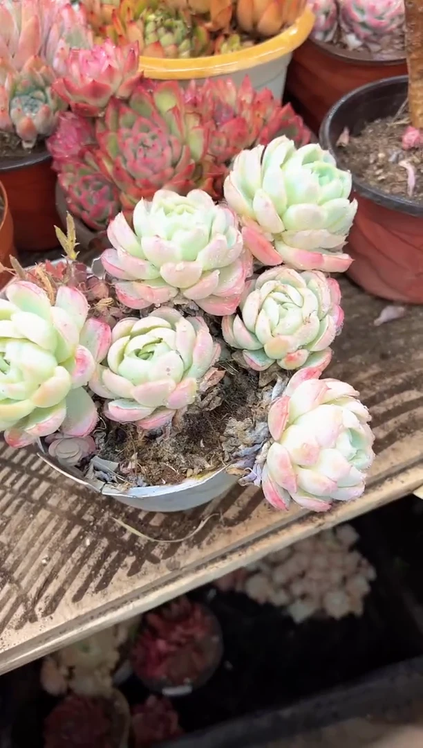 ?*洁多肉植物一物一拍03535