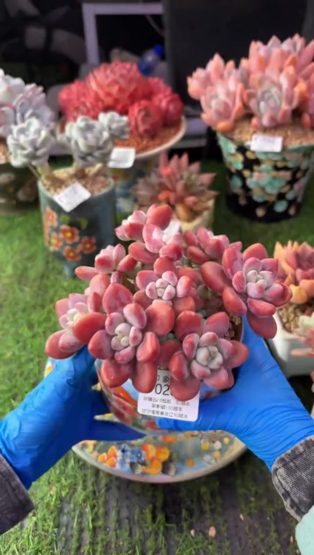 昆明印象多肉0282