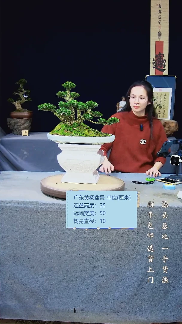 【闪购商品】雀舌黄杨盆景雀舌黄杨盆景