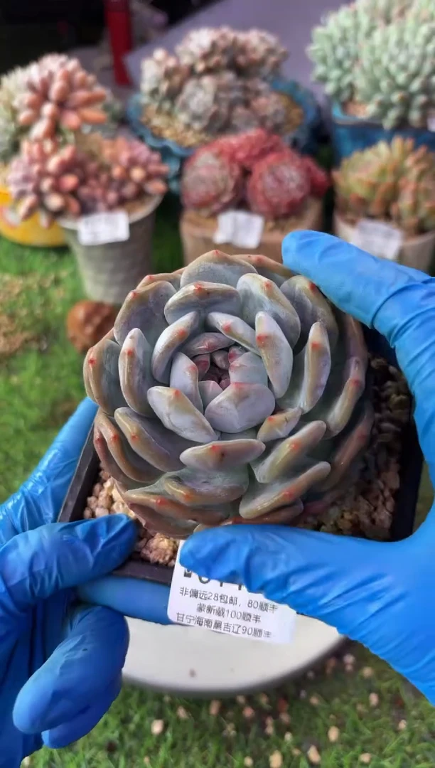 昆明印象多肉01494