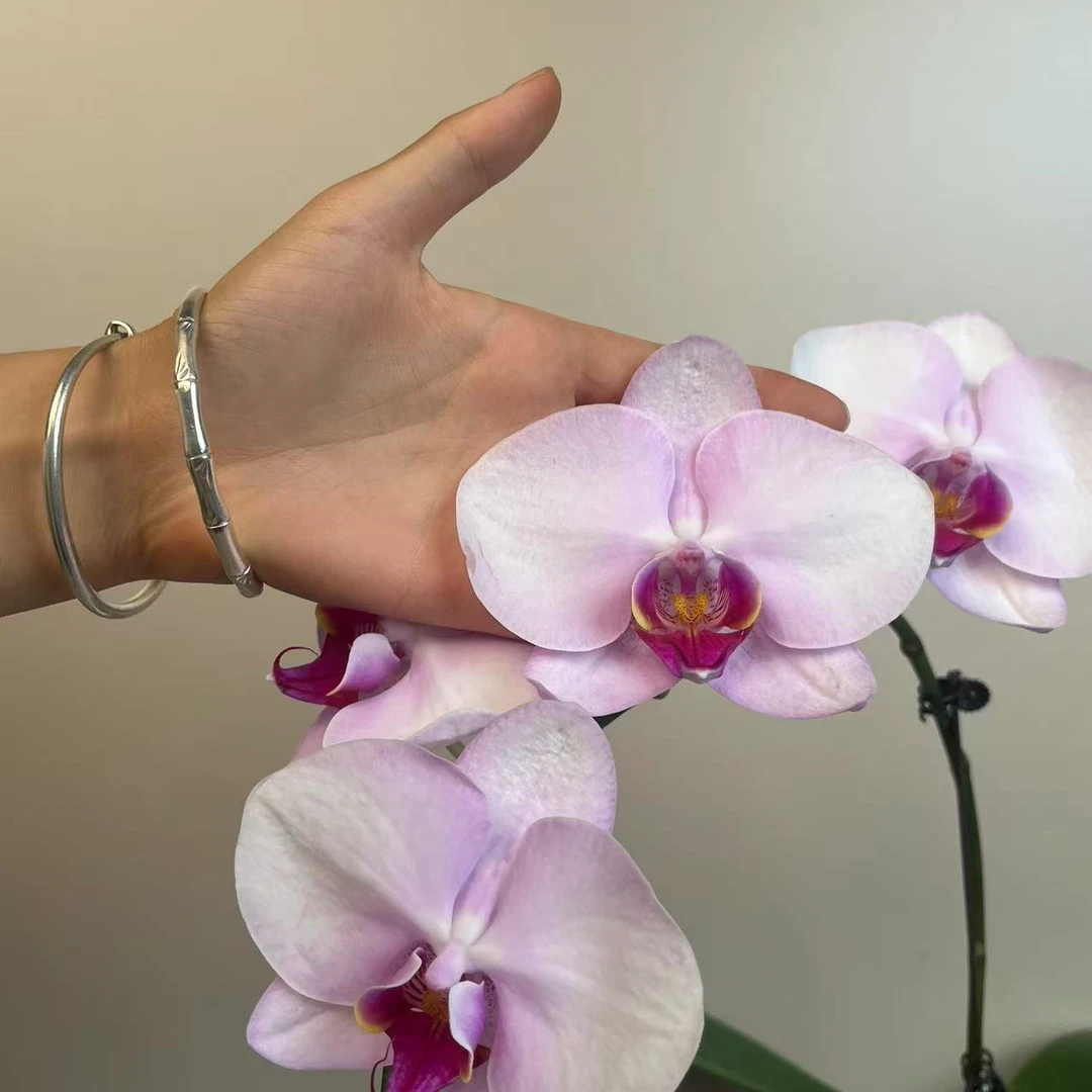 朝暮里蝴蝶兰（大杭州美女3.0寸）全花开花株发货