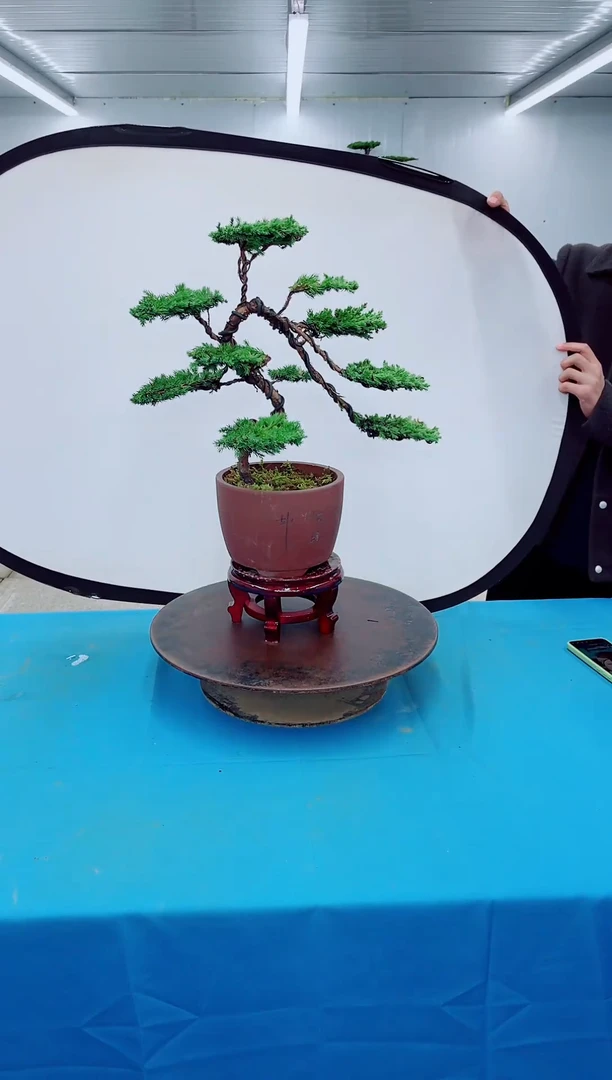 无花朵000000000000