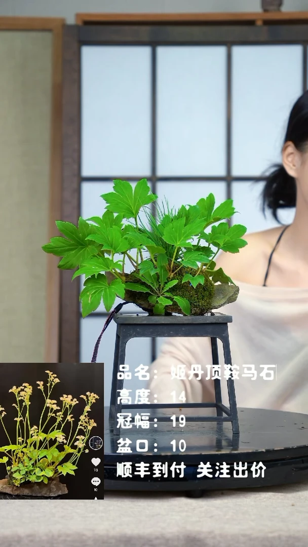 无花朵木***6山野草鞍马石