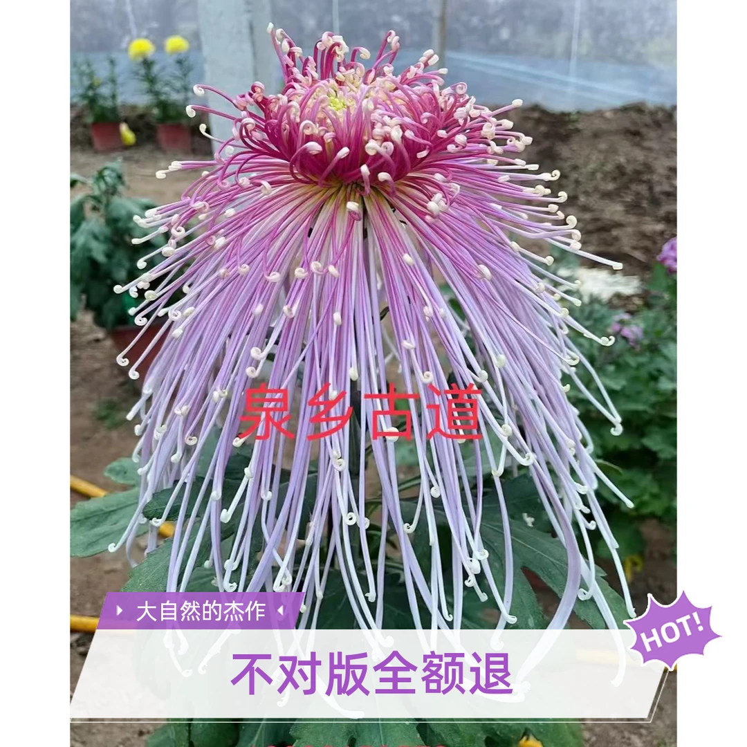 菊花半成品【泉乡古道】 多本菊  多年生室内室外盆栽地载花卉绿植
