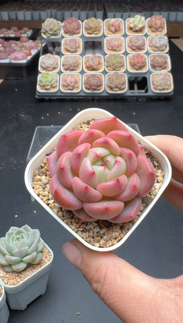 【闪购商品】313A号一物一拍多肉花卉植物拍3颗起发