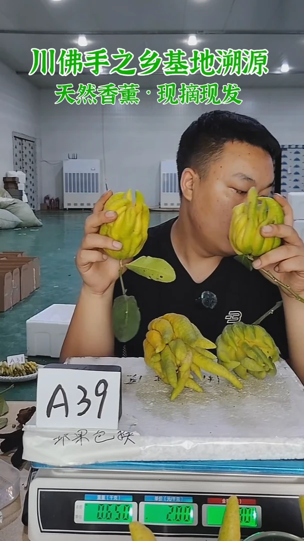 柑橘【一物一拍】川佛手柑鲜果带枝高山佛手柑A39