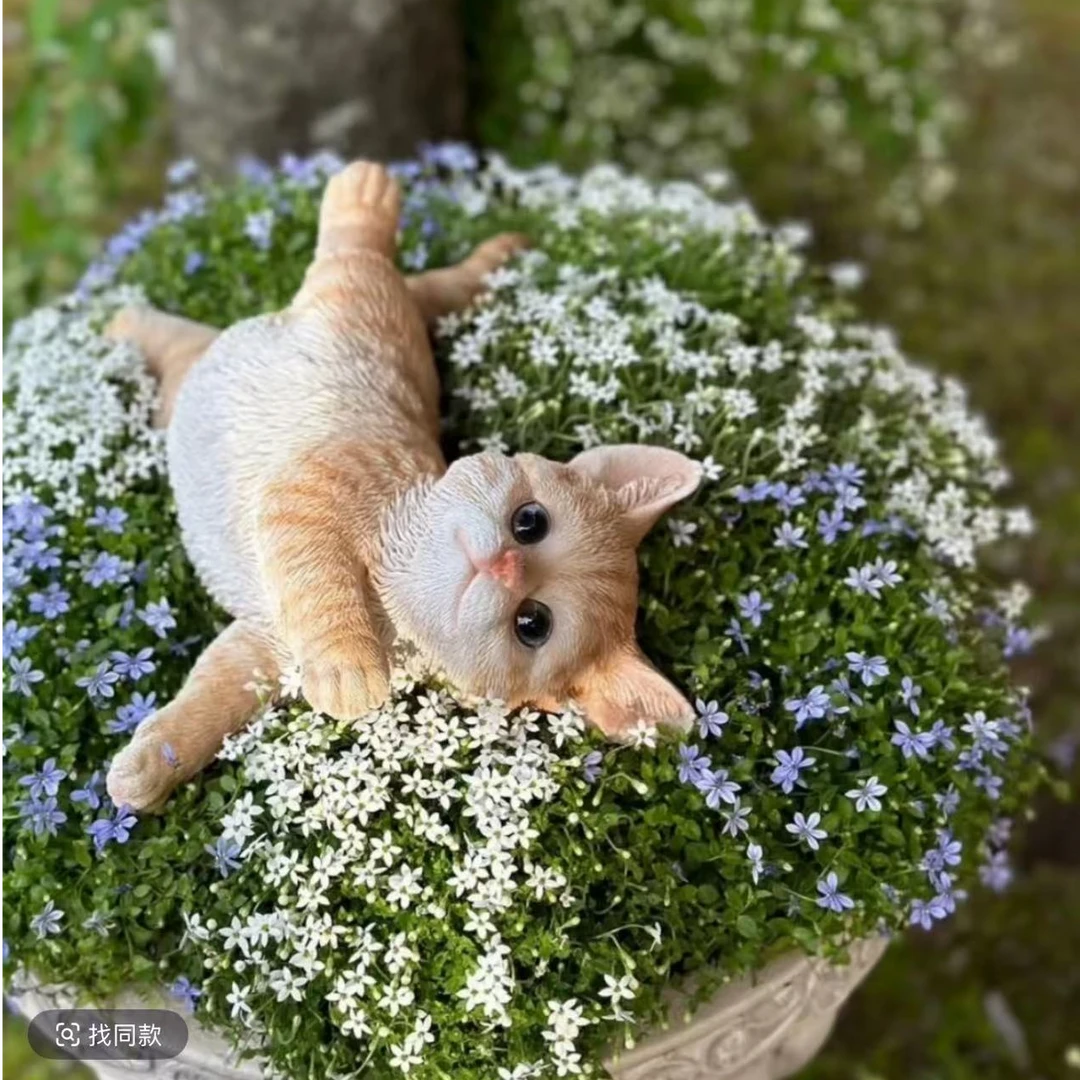 【新西兰半边莲】120口径盆 进口多年生开花草坪像洒落满地的繁星