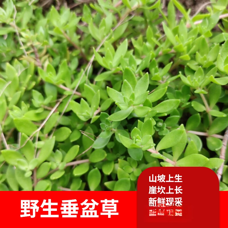 正宗野生垂盆草花苗可食用吊兰垂盆草阳台盆栽花卉绿植四季常青苗