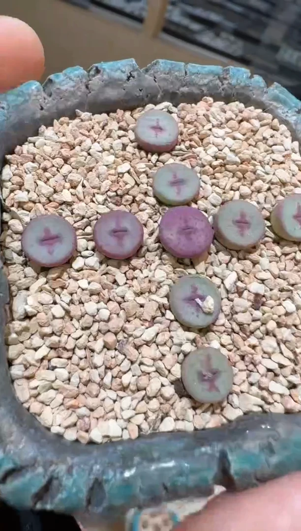 114多肉植物肉锥十字纽扣一颗