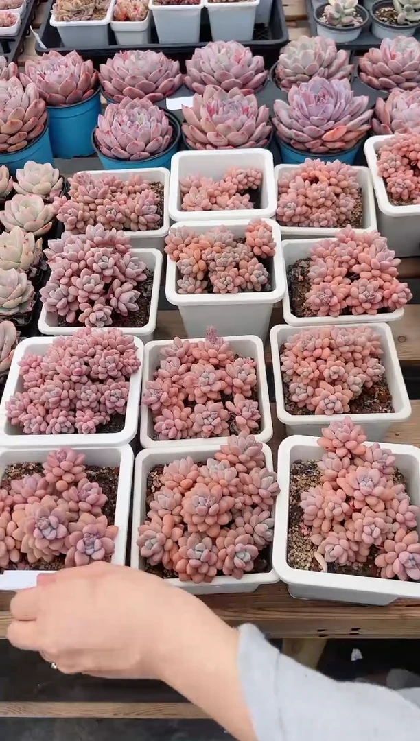 【闪购商品】红豆大群一颗