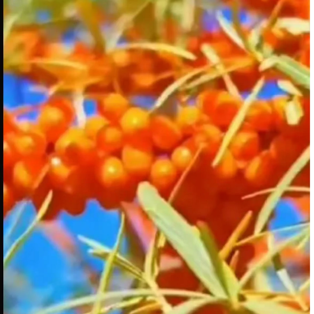 未拆封 盒装维生素C