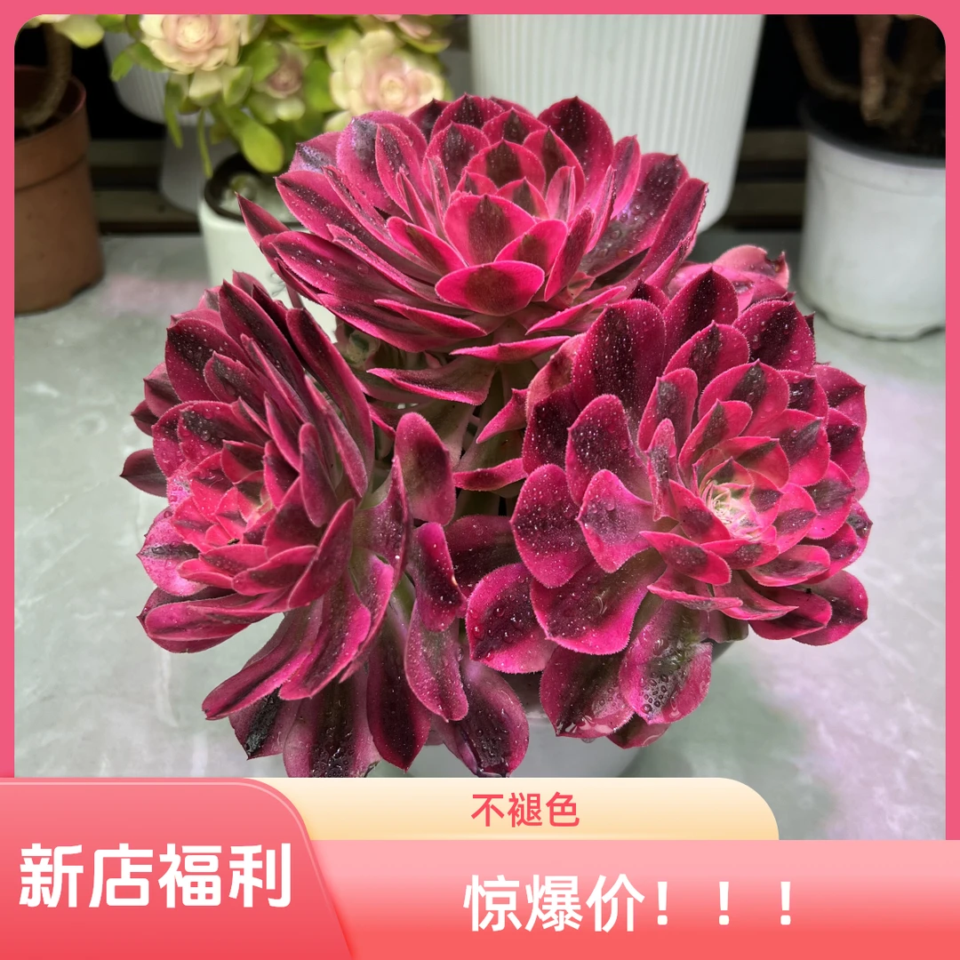 粉女巫   精品法师  好看好养  新手必备