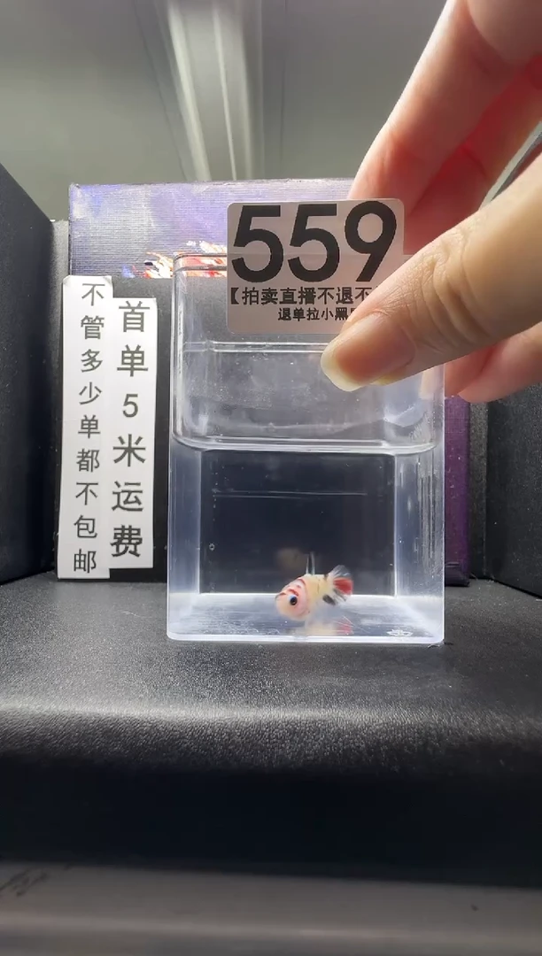 斗鱼母鱼编号：559