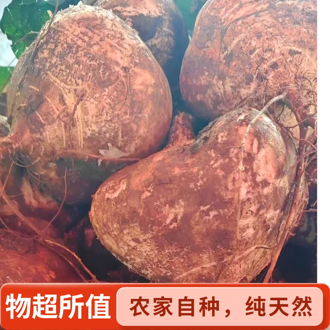 【云南富源本地土瓜瓜】农家新鲜水果蔬菜脆甜现挖包邮到家