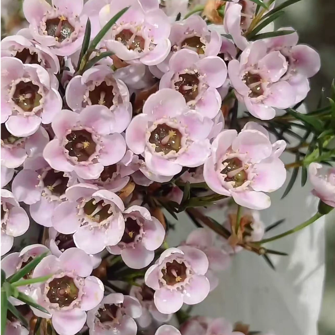 【陌上花开】牛魔王粉大花腊梅-草花