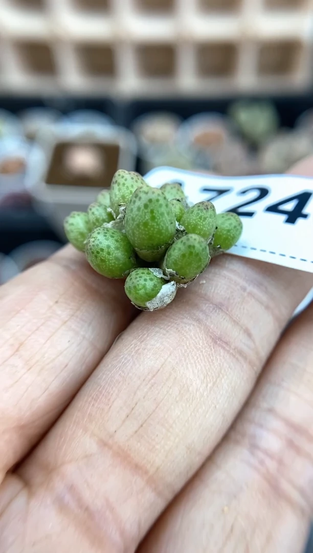 【闪购商品】7240直播间一物一拍