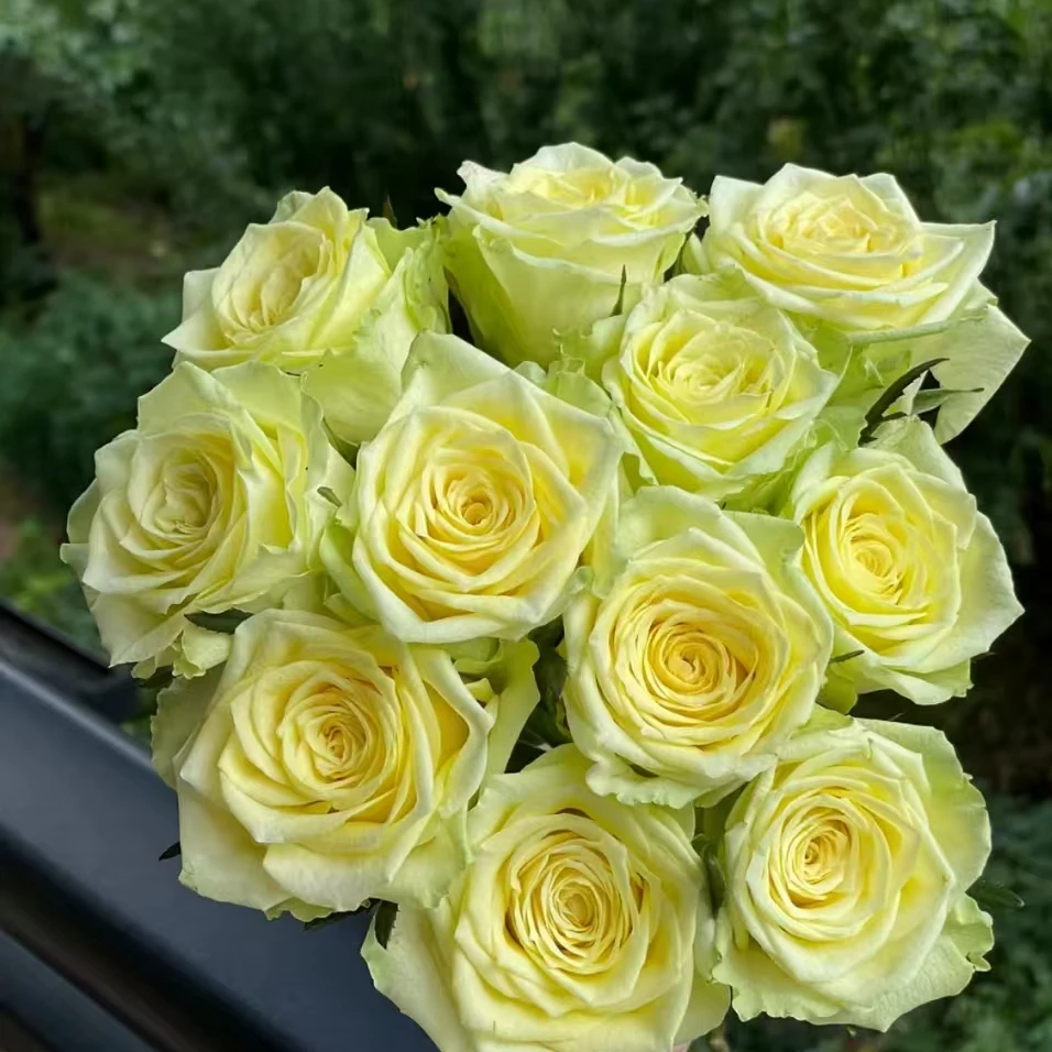 双子座玫瑰（直播间展示为准/10%不售后介意勿拍）