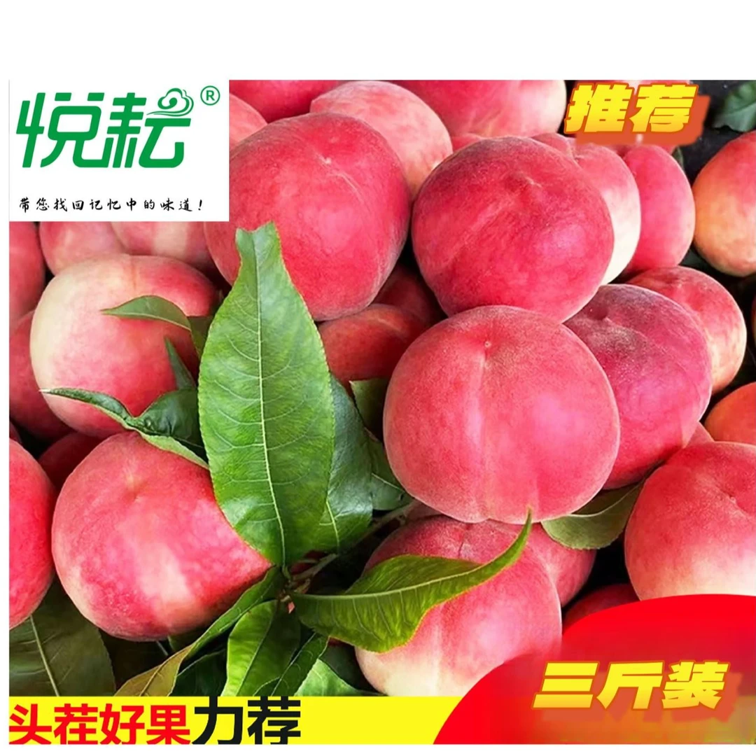 悦耘新鲜采摘脆甜多汁毛桃当季时脆桃