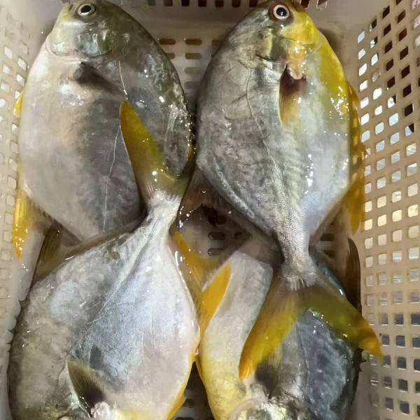 湛江野生金鲳 鱼速冻发货